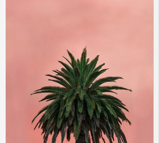 Cuadro Pink Palm