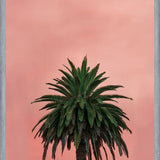 Cuadro Pink Palm