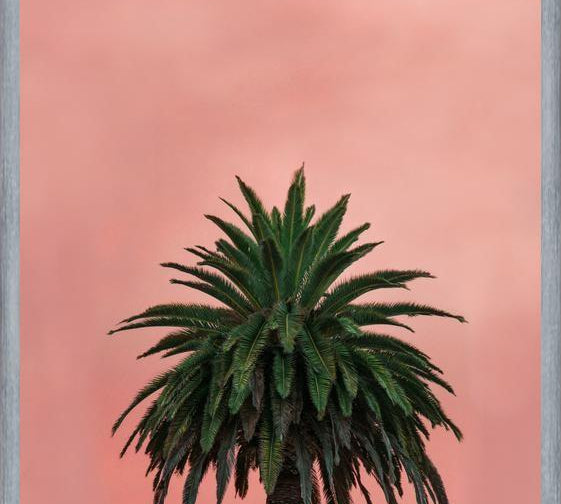 Cuadro Pink Palm
