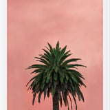 Cuadro Pink Palm