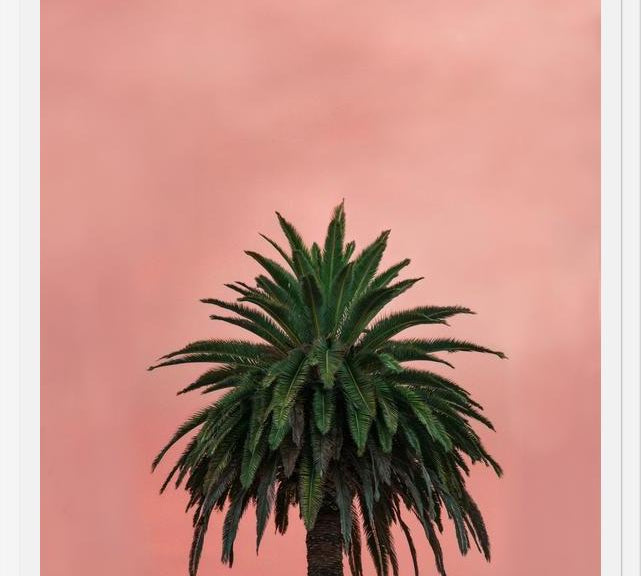 Cuadro Pink Palm