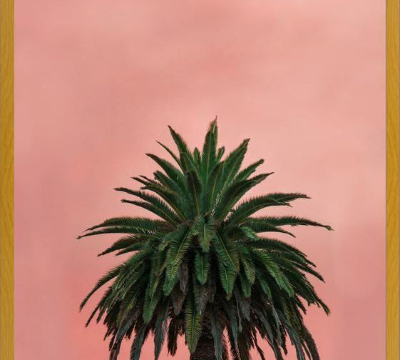 Cuadro Pink Palm