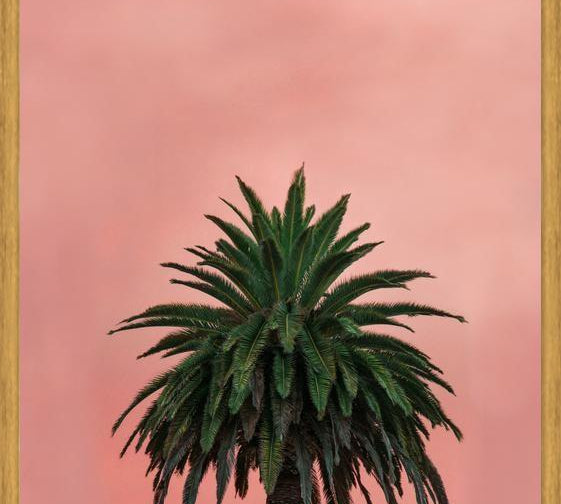 Cuadro Pink Palm