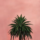 Canvas Pink Palm