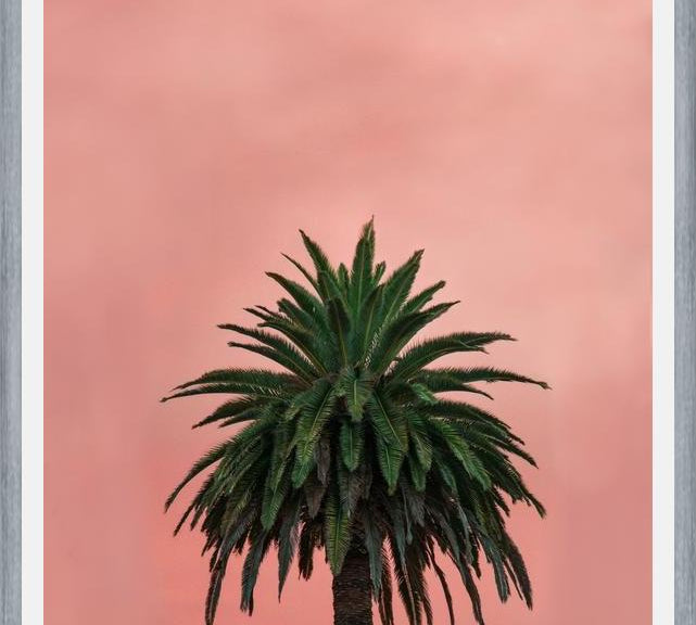 Cuadro Pink Palm