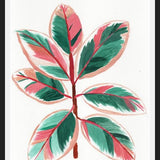 Cuadro Gomero tricolor