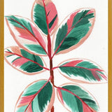 Cuadro Gomero tricolor