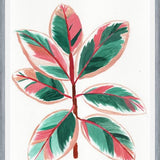Cuadro Gomero tricolor