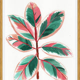 Cuadro Gomero tricolor