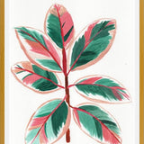 Cuadro Gomero tricolor