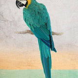 Canvas Graffiti Macaw
