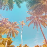 Canvas The Tropical Palms