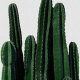 Canvas Cactus I