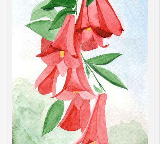 Cuadro Copihues
