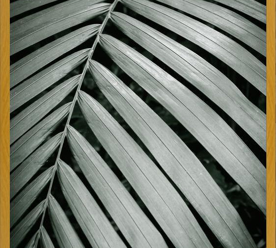 Cuadro Greenery I