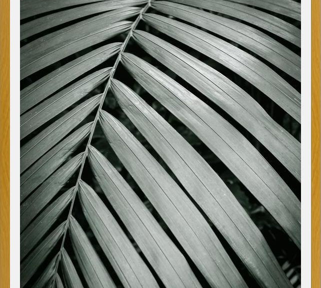 Cuadro Greenery I