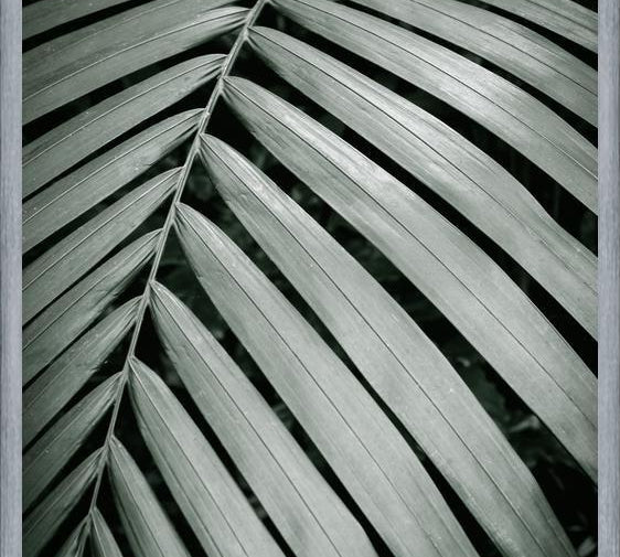 Cuadro Greenery I