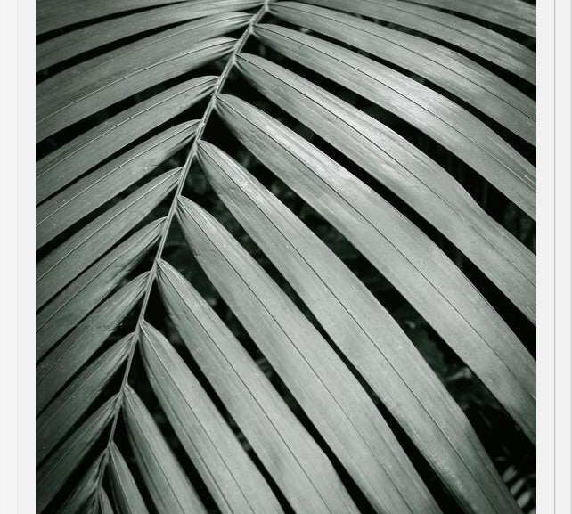 Cuadro Greenery I