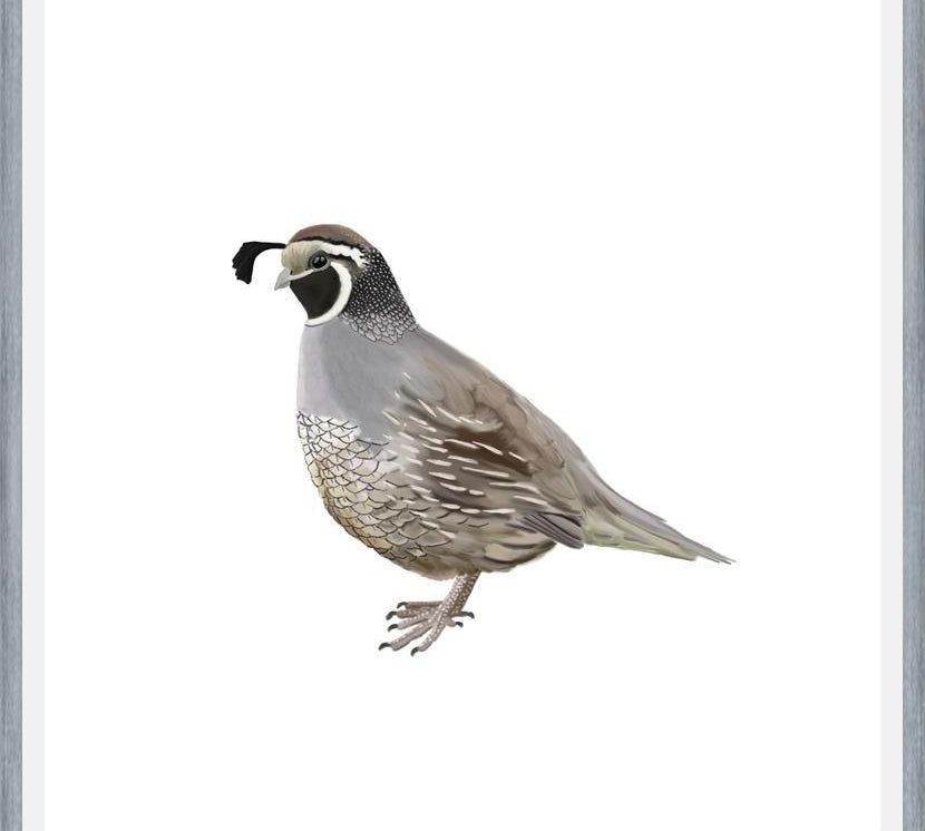 Cuadro Codorniz