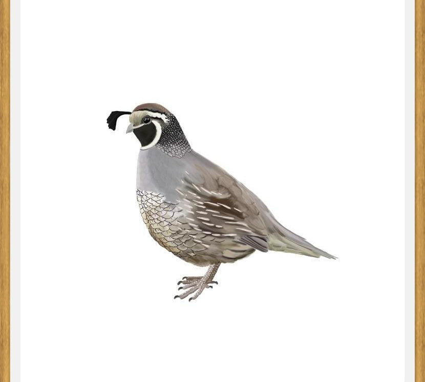 Cuadro Codorniz