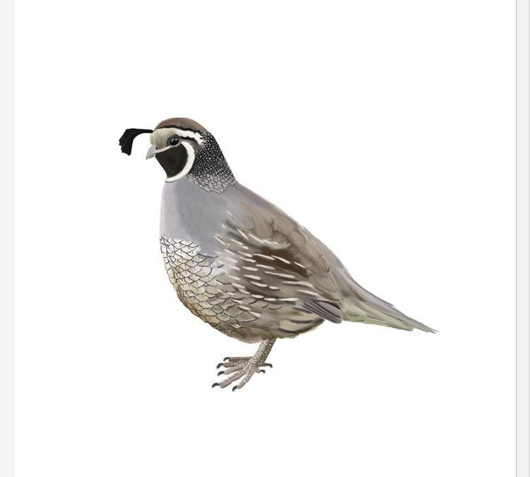 Cuadro Codorniz