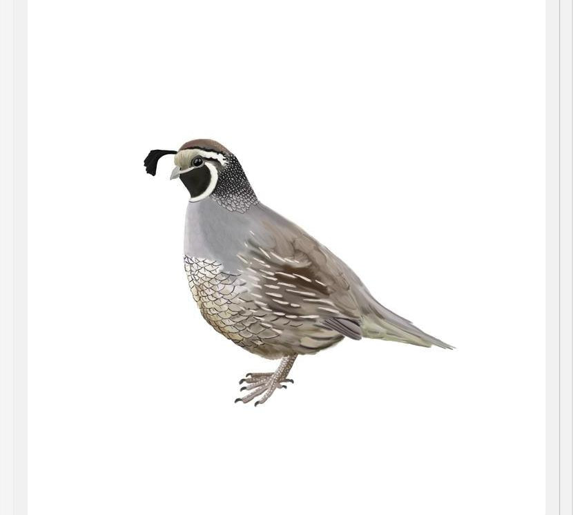 Cuadro Codorniz