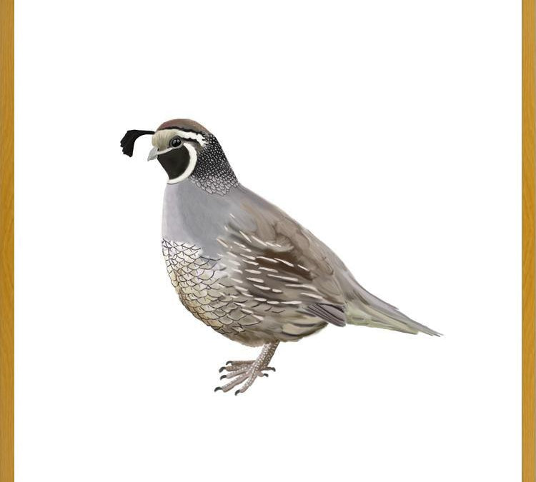 Cuadro Codorniz