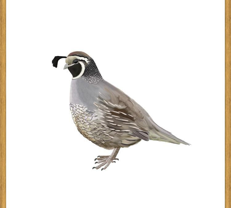 Cuadro Codorniz
