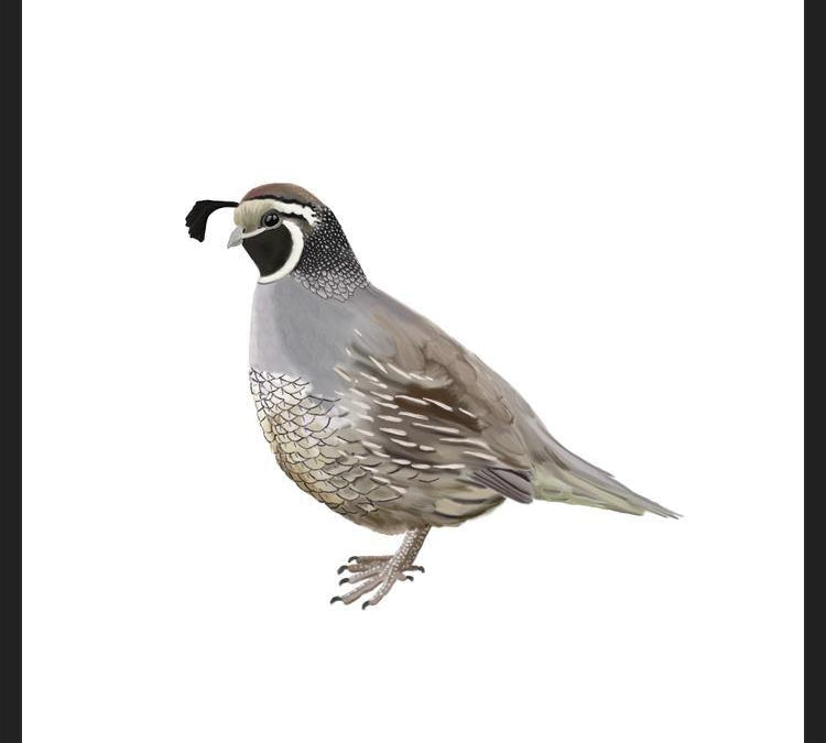 Cuadro Codorniz