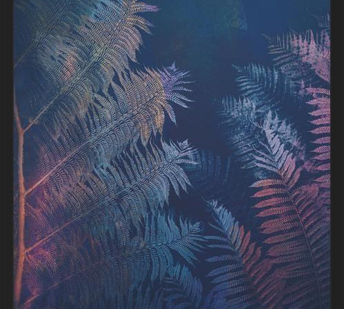Cuadro Abstract Fern