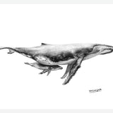 Cuadro Ballenas Jorobadas