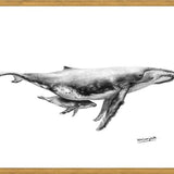 Cuadro Ballenas Jorobadas