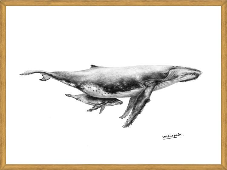 Cuadro Ballenas Jorobadas