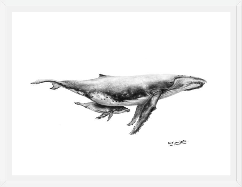 Cuadro Ballenas Jorobadas