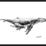 Cuadro Ballenas Jorobadas