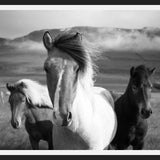 Cuadro Black And White Horses