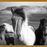 Cuadro Black And White Horses