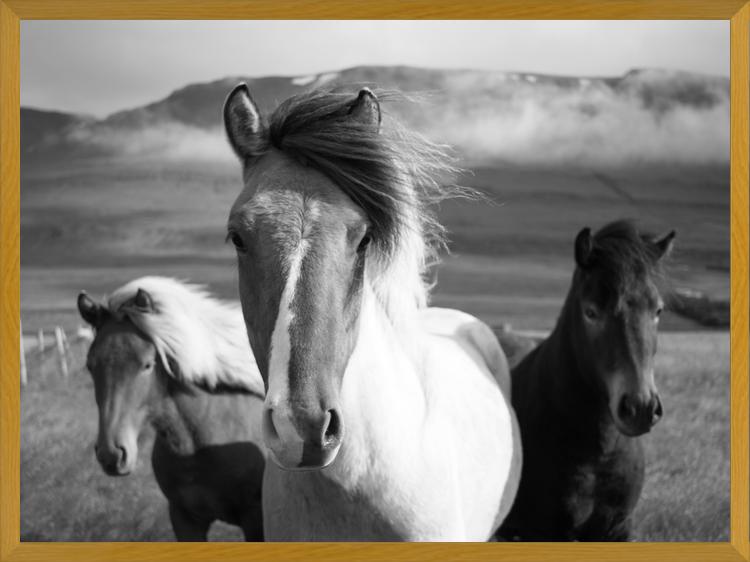 Cuadro Black And White Horses
