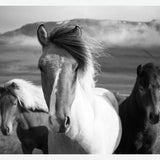 Cuadro Black And White Horses
