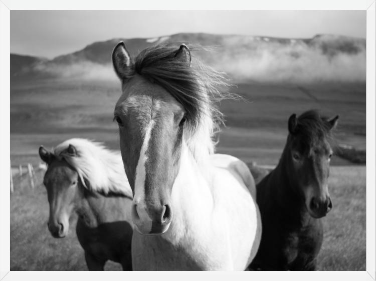 Cuadro Black And White Horses