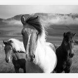 Cuadro Black And White Horses