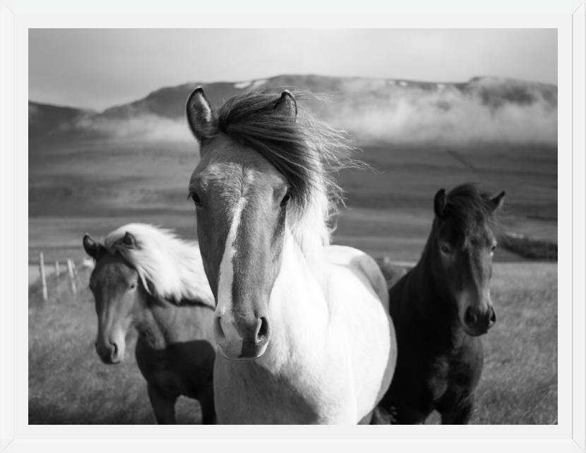 Cuadro Black And White Horses