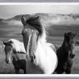 Cuadro Black And White Horses