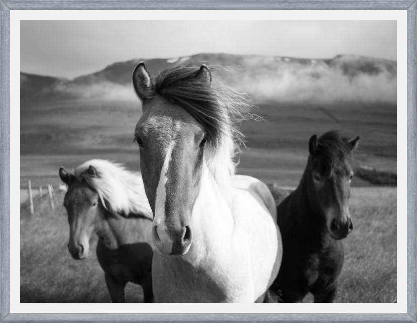 Cuadro Black And White Horses