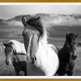 Cuadro Black And White Horses