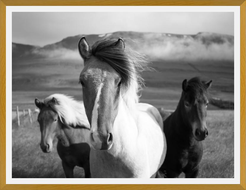 Cuadro Black And White Horses