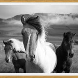 Cuadro Black And White Horses