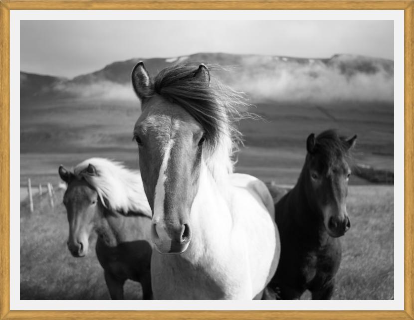 Cuadro Black And White Horses