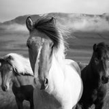 Canvas Black And White Horses