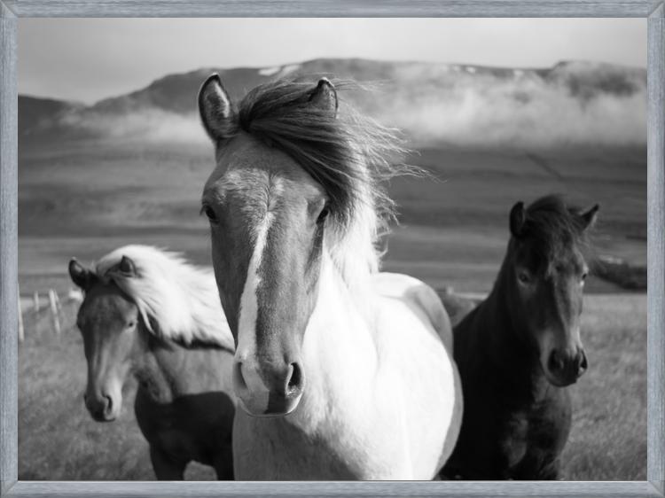 Cuadro Black And White Horses